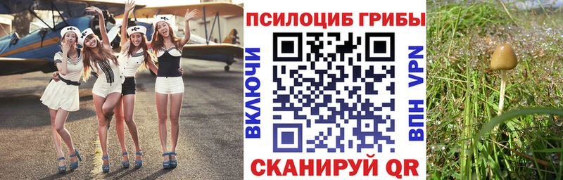 дарнет шоп  Орёл  Псилоцибиновые грибы GOLDEN TEACHER 